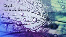  Presentation with soft focus abstract nature - Audience pleasing slide set consisting of abstract dandelion flower background seed backdrop and a light blue colored foreground