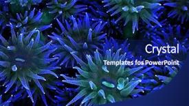  Presentation with sea coral - Colorful slide deck enhanced with abstract detail of colorful soft backdrop and a navy blue colored foreground