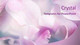  Presentation with color pink - Presentation featuring abstract floral pink - beautiful flowers made with color background and a pink colored foreground