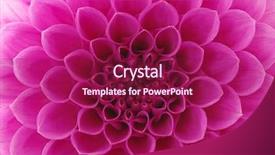  Presentation with flower - PPT theme consisting of abstract flower and beautiful petals background and a violet colored foreground