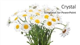  Presentation with light rays - PPT theme with abstract flower background chamomile background and a white colored foreground
