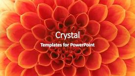  Presentation with orange abstract - Theme having abstract flower background and a crimson colored foreground