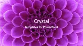  Presentation with floral abstract - Presentation theme with abstract flower background and a violet colored foreground