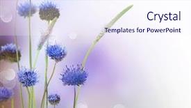  Presentation with design - Slides featuring abstract flowers border design background and a sky blue colored foreground