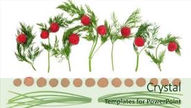  Presentation with abstract art - PPT theme enhanced with abstract food art with dill herb chives and raspberry fruit over white background background and a mint green colored foreground