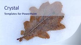  Presentation with isolated fall oak leaf - Beautiful slides featuring abstract frozen oak leaf backdrop and a sky blue colored foreground