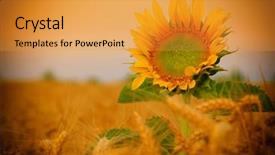  Presentation with wild flower in field of daisies - Cool new PPT layouts with abstract geometric - flower of sunflower backdrop and a gold colored foreground