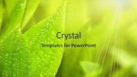  Presentation with abstract gardens - Audience pleasing presentation theme consisting of abstract green background - gardens grass with the lilies backdrop and a yellow colored foreground