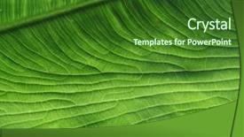  Presentation with veins - Slides having abstract green background - grunge leaf veins background and a forest green colored foreground