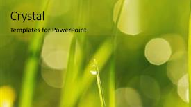  Presentation with dew - Audience pleasing presentation theme consisting of  backdrop and a  colored foreground.