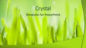  Presentation with abstract water drops - PPT theme having abstract green young barley background background and a  colored foreground