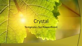  Presentation with grape - Amazing PPT theme having abstract growth - grape leaf detail over sunny backdrop and a yellow colored foreground