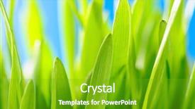  Presentation with green and purple mardi gras - PPT layouts enhanced with abstract growth - green grass against the sky background and a shamrock green colored foreground