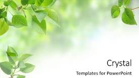  Presentation with tea leaves fresh green leaf - Amazing theme having abstract herb - green leaves isolated on white backdrop and a white colored foreground