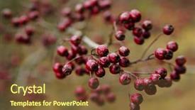  Presentation with steam generator abstract art red - Presentation theme with abstract image of red berries background and a tawny brown colored foreground