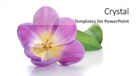  Presentation with tulip - Presentation theme having abstract image of tulip studio isolated on white background background and a white colored foreground