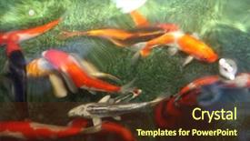  Presentation with koi fish - Slide deck consisting of abstract images of koi fish background and a tawny brown colored foreground