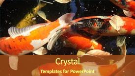  Presentation with koi fish - Audience pleasing PPT layouts consisting of abstract images of koi fish backdrop and a tawny brown colored foreground