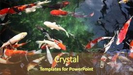  Presentation with koi fish - Amazing theme having abstract images of koi fish backdrop and a tawny brown colored foreground