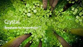  Presentation with tree sky trees green - Amazing slide deck having abstract landscape - beech trees backdrop and a tawny brown colored foreground