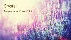  Presentation with lavender - Slide deck with abstract landscape - lavender beautiful lavender flower field background and a cream colored foreground