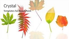  Presentation with maple leaf - PPT layouts consisting of abstract leaf design of fig rowan maple hosta and grape with reflection over white background background and a white colored foreground