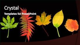  Presentation with fall abstract - Slides consisting of fig rowan maple hosta background and a black colored foreground