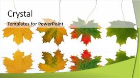  Presentation with green maple leaves - Presentation design enhanced with abstract line of maple leaves progressing from green to the colors of autumn reflected over rippled water set against a white background background and a white colored foreground