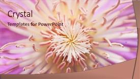  Presentation with clematis - Presentation with abstract macro image of a clematis flower in spring background and a lemonade colored foreground