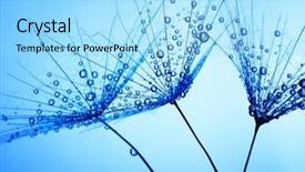  Presentation with abstract water drops - Slide set with abstract macro photo of dandelion background and a arctic colored foreground