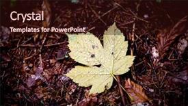  Presentation with maple leaf - Presentation having abstract maple autumn leaf with water drops on soil background background and a wine colored foreground