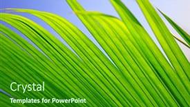  Presentation with green abstract - PPT theme having abstract-nature-background-green-palm background and a forest green colored foreground