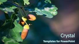  Presentation with oak - Slide set consisting of abstract oak twig with acorns background and a  colored foreground