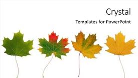  Presentation with green maple leaves - PPT theme featuring abstract of a line of maple leaves with the colors progressing from green to the colors of autumn set against a white background background and a white colored foreground