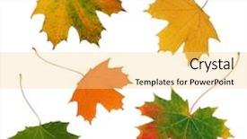  Presentation with fall abstract - Audience pleasing slides consisting of abstract of five maple leaf leaves in the colors of fall set against a white background backdrop and a blonde colored foreground