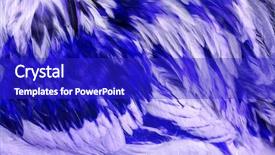  Presentation with abstract blue white - Slides featuring abstract-of-the-feathers background and a royal blue colored foreground