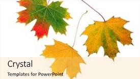  Presentation with fall abstract - Audience pleasing PPT theme consisting of flowing gold red green - abstract of three maple leaf backdrop and a yellow colored foreground