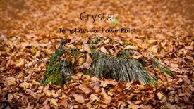  Presentation with moss - PPT layouts enhanced with abstract-old-dry-wooden-stump background and a gold colored foreground