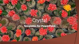  Presentation with succulent - Beautiful theme featuring abstract overhead of various colorful succulent plants at nursery backdrop and a tawny brown colored foreground