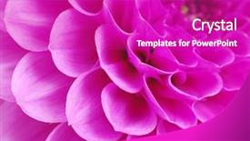  Presentation with pink petal flower animated - Slides enhanced with abstract petals of a flower background and a  colored foreground