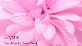  Presentation with abstract - Theme enhanced with abstract-petals-of-a-flower and a  colored foreground