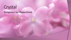  Presentation with lilac flower - Presentation design enhanced with abstract pink - soft focus lilac flower background background and a  colored foreground