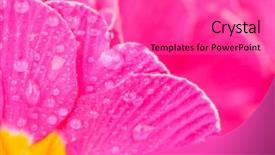  Presentation with super maris - Colorful slide set enhanced with abstract pink - super macro shot of primula backdrop and a  colored foreground