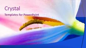  Presentation with water droplets - Slide deck featuring abstract pink tulip with water background and a pink colored foreground