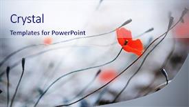  Presentation with poppies - Beautiful presentation featuring abstract poppies very shallow dof backdrop and a sky blue colored foreground