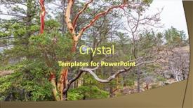  Presentation with green abstract - Presentation theme with abstract-red-arbutus-and-green background and a violet colored foreground