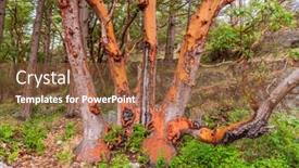  Presentation with abstract green - Colorful presentation enhanced with abstract-red-arbutus-and-green backdrop and a tawny brown colored foreground