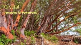  Presentation with abstract green - Presentation design having abstract-red-arbutus-and-green background and a tawny brown colored foreground