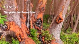  Presentation with abstract green - Presentation design consisting of abstract-red-arbutus-and-green background and a coral colored foreground