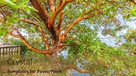  Presentation with green abstract - Presentation with abstract-red-arbutus-and-green background and a gold colored foreground